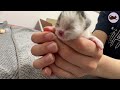 The Rescue of Tiny, One-Day-Old Abandoned Kittens Weighing 57g & 75g