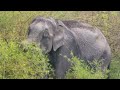 bandipur national park | elephant attack | bandipur forest | bandipur elephant attack | bandipur