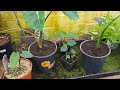 Growing Alocasia in the uk