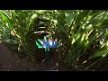 [360°] Tapia Brothers Corn Maze 2021