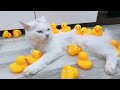 Funniest Animals 2023 😂 Best Funny Cats and Dogs Videos 😻🐶 Part 12