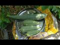 Organic ridge gourds harvest