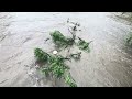 Tree Floating Down Lamoille River in Morrisville, VT