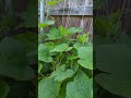 Pumpkin Plants vs Stink bugs: Constant Vigilance Required!