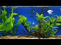 Planted 4ft Angelfish Aquarium - New Aquascape