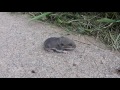 Baby mouse