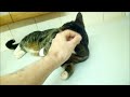 Cute Kitten Does Most Adorable Thing For Her human! Cat Misses Owner Shows Him Love