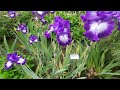 What an iris symbolizes.  Iris Garden Tour Schreiner’s iris garden 2022