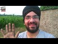 Village DESI ROUTINE | Fresh and Organic Vegetables | PLANT THE TREES | JATT LIFE | VLOG 38