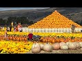 Mind-blowing Marigold &Pumpkin Farm