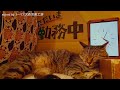 2024.6.27【Cat Live Stream】看板猫かもめの『ただいま勤務中』