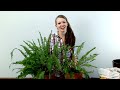 The 5 Simple Steps to Repot your Boston Fern | PLUS (How to Divide!)