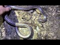 Rainbow Snake While Herping: South Carolina Rare Snake Encounter