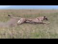 Cheetah - Fastest Running Animal - 1080 HD