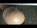 How does a chick hatch out of the egg? It's more amazing than you think!