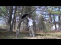 Jason the trained cat climbs a tree