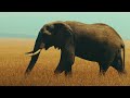 African Wildlife 4K | Amazing Animal Migrations | Wildlife Movies with Cinematic (With Animal Info)