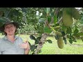 Jackfruit tree shaping method & management