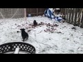 Rottweiler pups playing in the snow for the first time