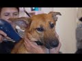 Scared to Death Puppy Kept Facing the Wall Until She Met her Mama