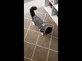 So we bought our cat Louie a jacket... hmmm