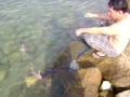 Khobar Anglers - Roger playing with the Nurse Sharks