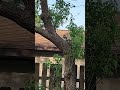 Squirrel eating peanut