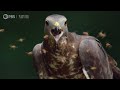 Honey Buzzards Feast on Deadly Hornets