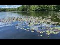 So many Waterlillies on the Presumpscot River!