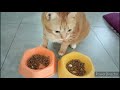 20 October 2023Lunch time orange cat#catlover