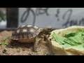 Terry the 1 month-old desert tortoise