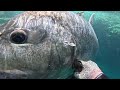 Fishereman vs Giant Trevally in shallow water