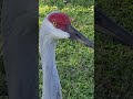 Sandhill Cranes. Close up. Injured or odd position.