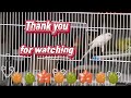 The Last week we have together.-Part1 #birds #best #trending #birdwatching #asmr