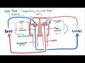 Transposition of the great arteries (TGA) - causes, symptoms, treatment & pathology