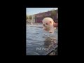 😅 Best Cats and Dogs Videos 😂 Best Funny Cats Videos 🐶