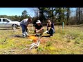 roastin' marshmallows over a burning shortleaf pine seedling