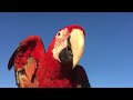 Macaw hawk chase