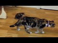 Cat rejects her 4 weeks old kittens