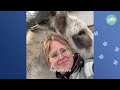 Silly Donkeys Play With Wheelbarrows And Make Family Laugh | Cuddle Buddies