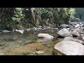 Natural Forest Sounds, River Flow, ASMR