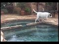 Radar chases frog girlfriend across pool