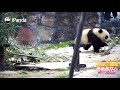 Full Documentary of Panda Toffee The 'Brown' Panda | iPanda