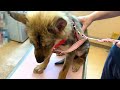 Puppy strayed from the herd Post-protection growth record