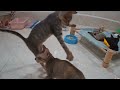 You Laugh You Lose😹Funniest Dogs and Cats 2024😻🐶