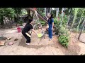 Gà leo cây xoài. Climbing a mango 🥭 tree. Hai xoài vui quá.