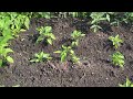 Home Sweet Homemade Homegrown Food Farm Garden Natural Organic Healthy Vegetables June 20th 2024