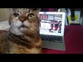 Cat gets excited by bagpipe music!
