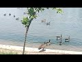 Ducks entering the lake