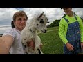 New Baby Animals & Moving Cows! (BARN CHORES EP. 16*)